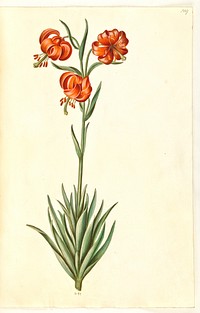 Lilium pomponium (pomp-lily) by Maria Sibylla Merian