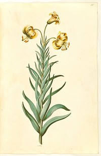 Lilium pyrenaicum (Pyrenean lily) by Maria Sibylla Merian