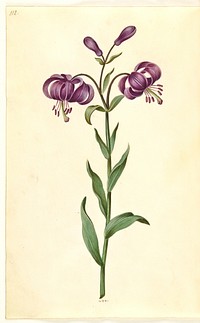 Lilium martagon (wreath lily) by Maria Sibylla Merian