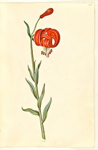 Lilium chalcedonicum (red turban lily) by Maria Sibylla Merian