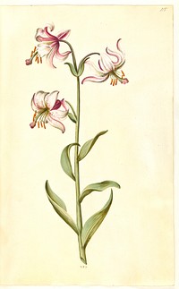 Lilium martagon (wreath lily) by Maria Sibylla Merian