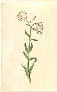 Lilium martagon (wreath lily) by Maria Sibylla Merian