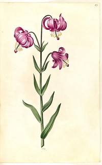 Lilium martagon (wreath lily) by Maria Sibylla Merian