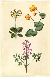 Primula veris (hollow-necked cow primrose);Caltha palustris (meadow sedge);Corydalis cava (hollow-rooted larkspur) by Maria Sibylla Merian