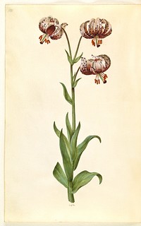 Lilium martagon (wreath lily) by Maria Sibylla Merian