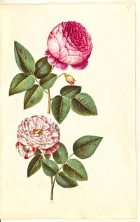 Rosa ×centifolia (centifolia rose);Rosa gallica versicolor ('Rosa Mundi') by Maria Sibylla Merian