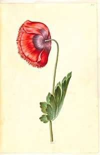 Papaver somniferum (opium poppy) by Maria Sibylla Merian