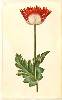 Papaver somniferum (opium poppy) by Maria Sibylla Merian