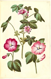 Malva sylvestris (common cat cheese);Lavatera trimestris (mameluk worm) by Maria Sibylla Merian