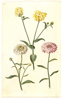 Brassica napus (rapeseed);Iberis amara (bitter bow flower) by Maria Sibylla Merian