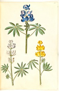 Lupinus pilosus (blue lupine);Lupinus albus (white lupine);Lupinus luteus (yellow lupine) by Maria Sibylla Merian