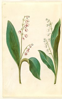 Convallaria majalis rosea (red lily of the valley);Convallaria majalis (lily lily) by Maria Sibylla Merian