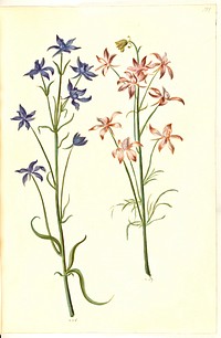 Consolida regalis (corn-knight spur) by Maria Sibylla Merian