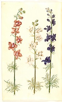 Consolida ajacis (garden spurge) by Maria Sibylla Merian