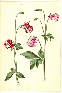 Aquilegia vulgaris (common columbine) by Maria Sibylla Merian