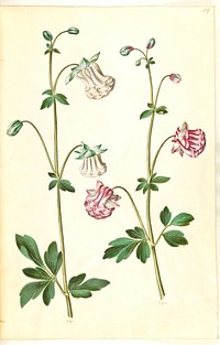 Aquilegia vulgaris (common columbine) by Maria Sibylla Merian