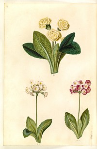 Primula vulgaris (large-flowered cowslip);Primula ×pubescens (garden auricle) by Maria Sibylla Merian