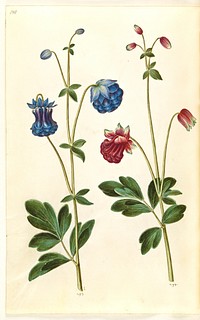 Aquilegia vulgaris (common columbine) by Maria Sibylla Merian