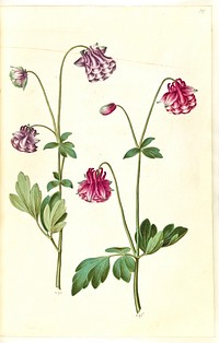 Aquilegia vulgaris (common columbine) by Maria Sibylla Merian