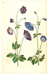 Aquilegia vulgaris (common columbine) by Maria Sibylla Merian