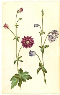 Aquilegia vulgaris (common columbine) by Maria Sibylla Merian