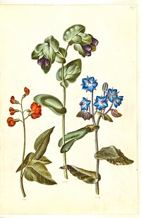 Phaseolus coccineus (boast bean);Cerinthe major (great waxwort);Borago officinalis (common borage) by Maria Sibylla Merian