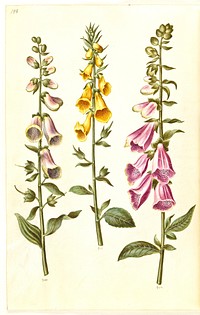 Digitalis purpurea (common foxglove);Digitalis grandiflora (large-flowered foxglove) by Maria Sibylla Merian