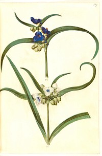 Tradescantia virginiana or Tradescantia ohiensis (?) (flower jew) by Maria Sibylla Merian