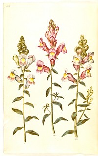 Antirrhinum majus (garden snapdragon) by Maria Sibylla Merian