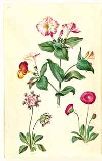 Mirabilis jalapa (miracle flower);Bellis perennis (common daisy) by Maria Sibylla Merian