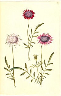 Scabiosa atropurpurea (widow flower) by Maria Sibylla Merian