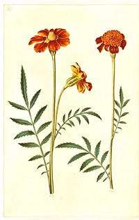 Tagetes patula (barred velvet flower) by Maria Sibylla Merian