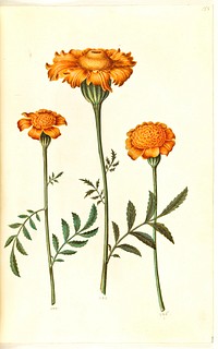 Tagetes patula (barred velvet flower) by Maria Sibylla Merian