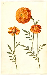 Tagetes patula (barred velvet flower) by Maria Sibylla Merian