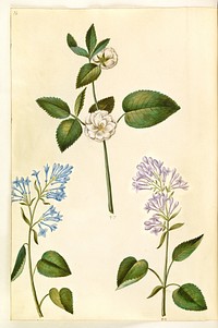 Rosa (?) (rose);Syringa vulgaris (common sorrel) by Maria Sibylla Merian