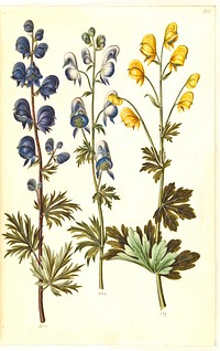 Aconitum napellus (?) (true storm hat);Aconitum variegatum, possiblyAconitum ×cammarum (?) (variegated storm hat, possibly garden storm hat);Aconitum anthora (fine-leaved storm hat) by Maria Sibylla Merian