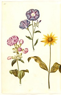 Saponaria officinalis (common soapwort);Convolvulus tricolor (maiden skirt);Helianthus (?) (sunflower species) by Maria Sibylla Merian