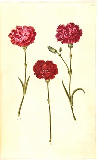 Dianthus caryophyllus (garden carnation) by Maria Sibylla Merian