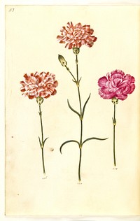 Dianthus caryophyllus (garden carnation) by Maria Sibylla Merian