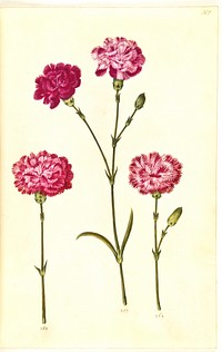 Dianthus caryophyllus (garden carnation) by Maria Sibylla Merian