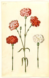 Dianthus caryophyllus (garden carnation) by Maria Sibylla Merian