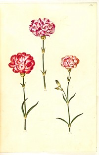 Dianthus caryophyllus (garden carnation) by Maria Sibylla Merian