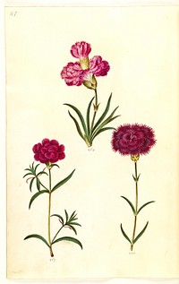 Dianthus caryophyllus (garden carnation) by Maria Sibylla Merian