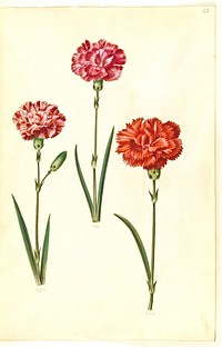 Dianthus caryophyllus (garden carnation) by Maria Sibylla Merian