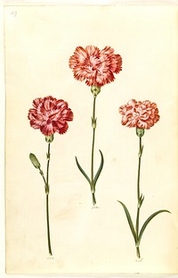 Dianthus caryophyllus (garden carnation) by Maria Sibylla Merian