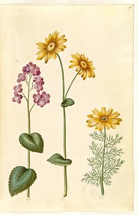 Lunaria annua (Judas money);Doronicum pardalianches (heartleaf chamois root);Adonis vernalis (spring adonis) by Maria Sibylla Merian