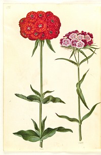 Silene chalcedonica (burning love);Dianthus barbatus (student carnation) by Maria Sibylla Merian