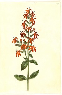 Lobelia cardinalis (cardinal lobelia) by Maria Sibylla Merian