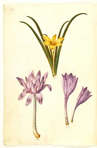 Sternbergia lutea (common sternbergia);Colchicum autumnale (autumn-timeless);Colchicum variegatum (spotted timeless) by Maria Sibylla Merian