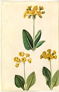 Primula ×polyantha (?);Primula veris (?) by Maria Sibylla Merian